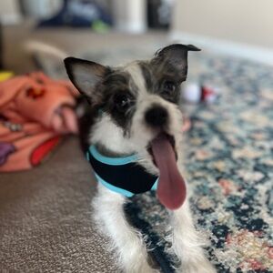 OZZIE’S SHIPPING LABELS 🐶